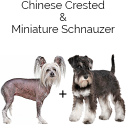 Crested Mini Schnauzer Dog